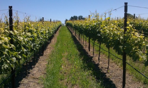 Beautiful day in the vineyard!