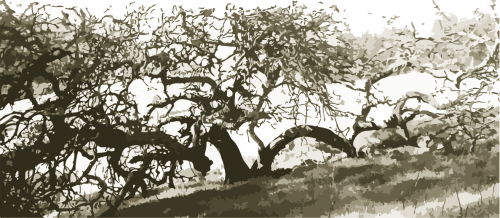 trollbridge oak